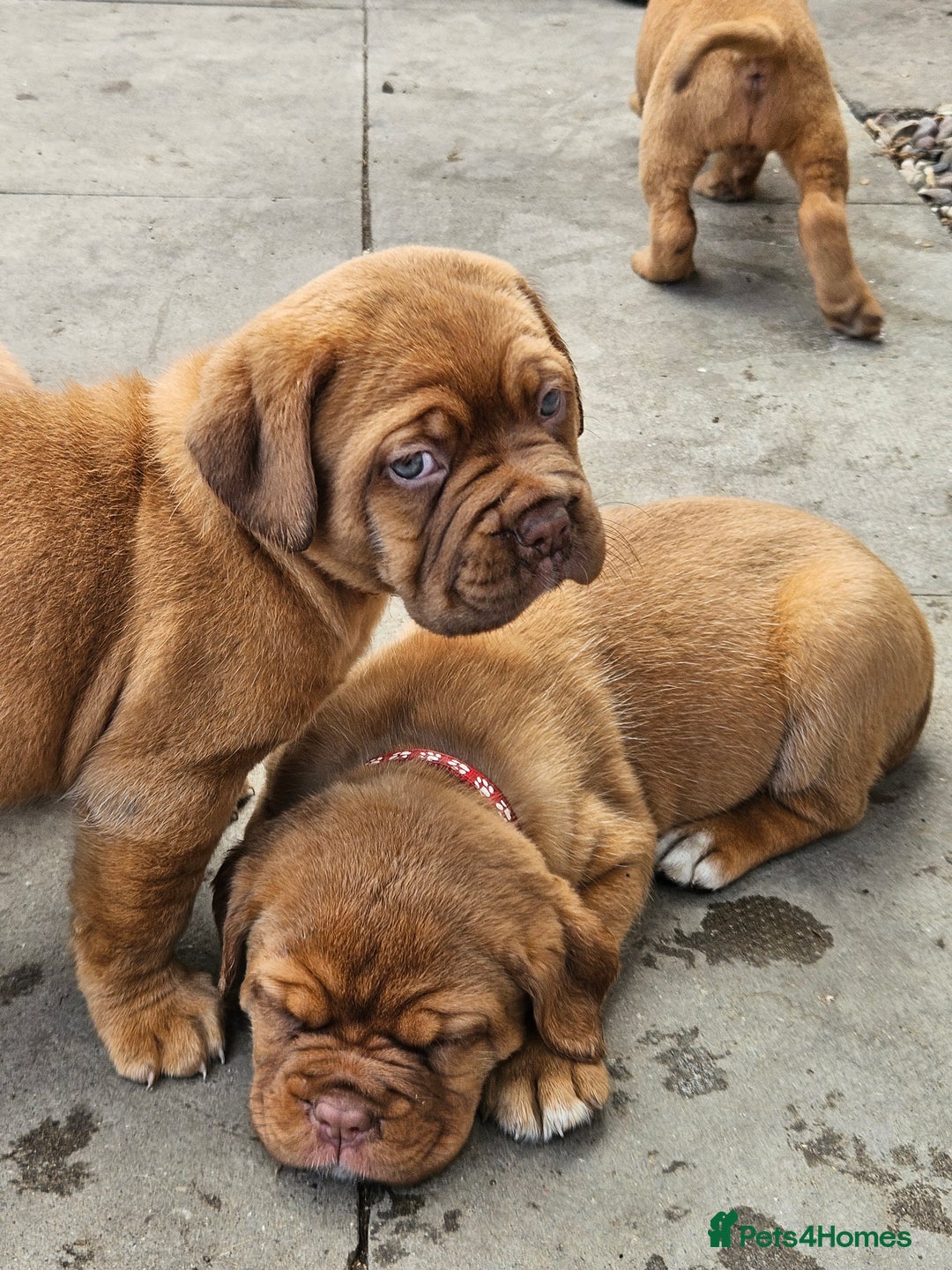Dogue De Bordeaux dogs for sale: Dogue de bordeaux pups  - Image 16