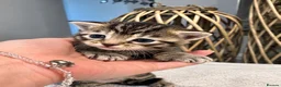 Domestic Shorthair cats for sale: Beautiful Home-Raised Black, Tabby &Torbie Kittens in Barnsley - Advert 11