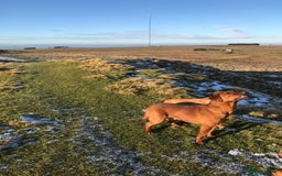 Labrador Retriever dogs for stud: Proven dark fox red stud  in Carlisle - Image 4