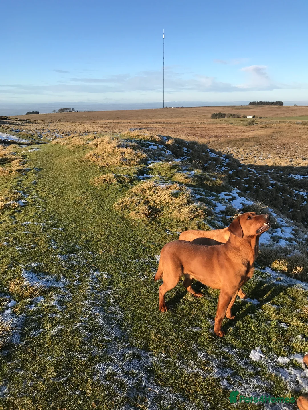 Labrador Retriever dogs for stud: Proven dark fox red stud  in Carlisle - Advert 4