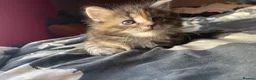 Maine Coon cats for sale:  Absolutely beautiful Maine coon X kittens in Barry - Advert 11