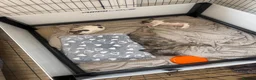 French Bulldog dogs for sale: Merle Piebald French Bulldogs  - Advert 8