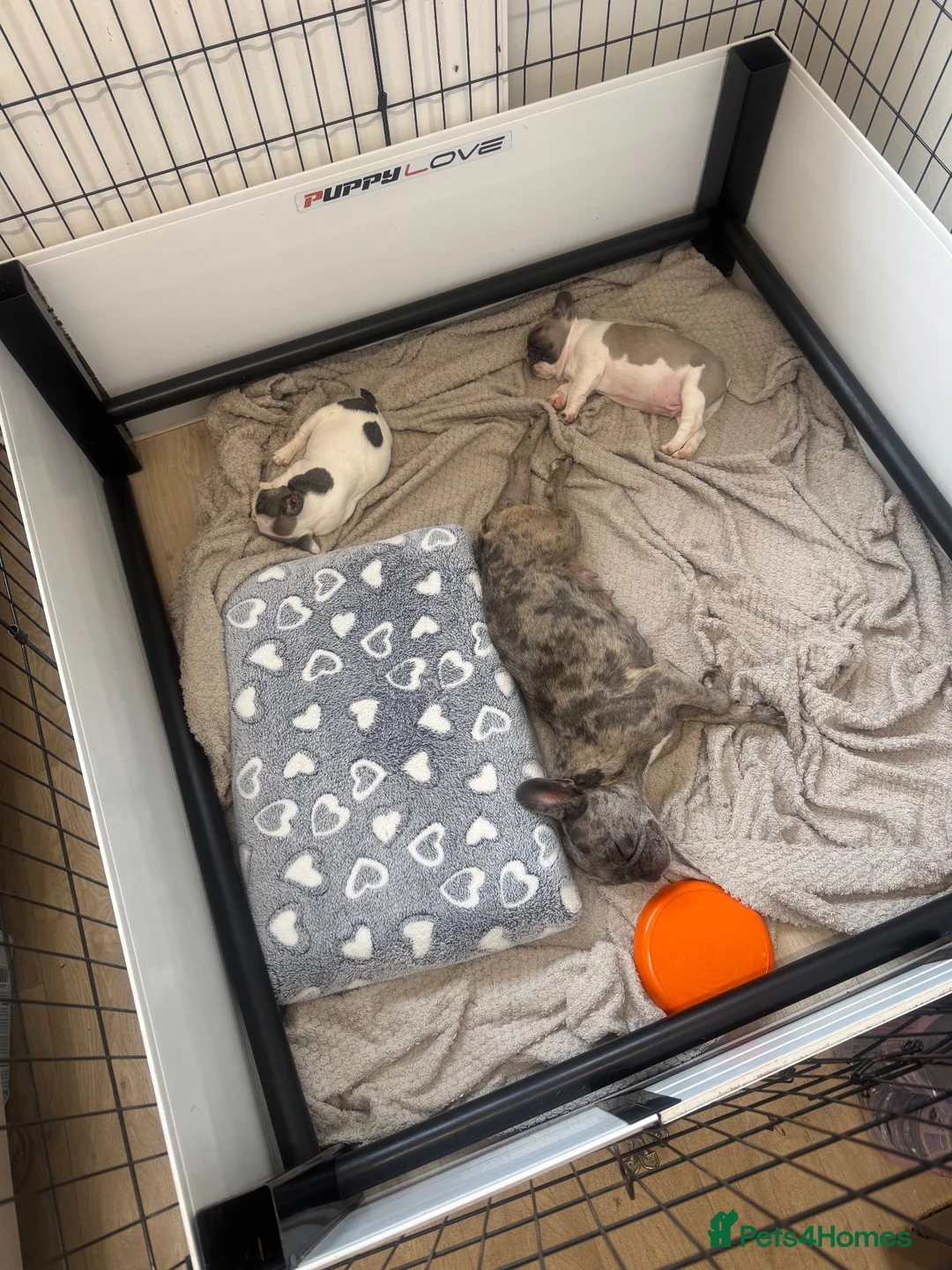 French Bulldog dogs for sale: Merle Piebald French Bulldogs  - Advert 8