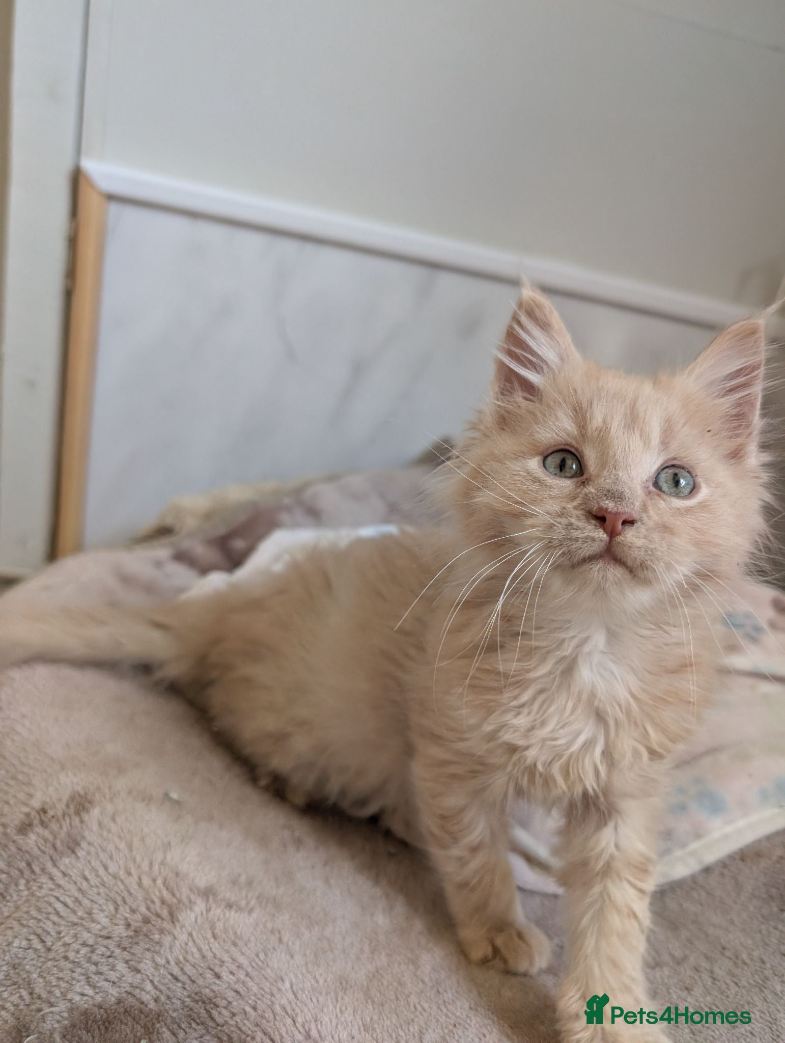 Maine Coon cats Stunning Tica pedigree boy kitten.  - Advert 1