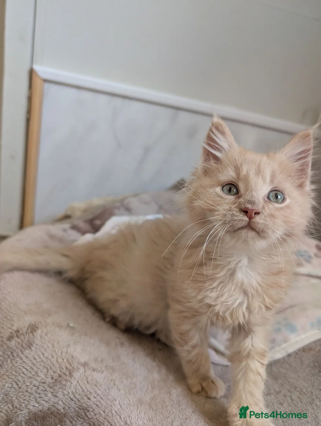 Maine Coon cats for sale: Stunning Tica pedigree boy kitten.  - Advert 2