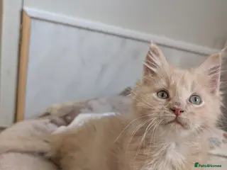 Maine Coon cats for sale: Stunning Tica pedigree boy kitten. - Advert 1