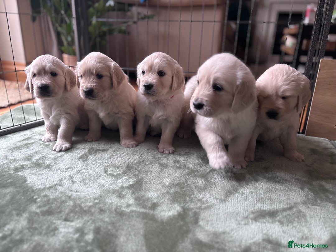 Golden Retriever dogs for sale: 2 female Golden Retrievers puppies - Image 5