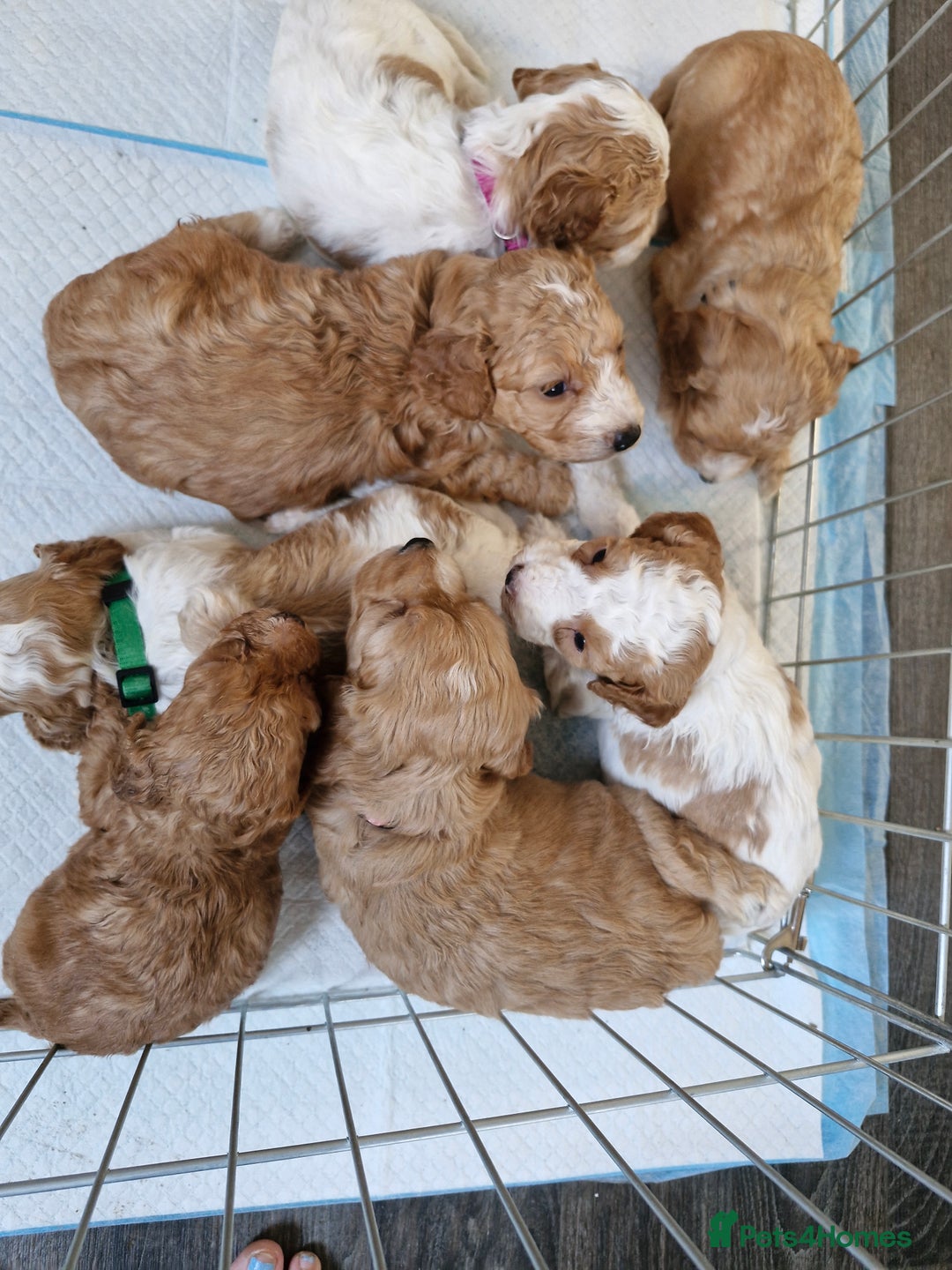 Cockapoo dogs for sale: F1 COCKERPOO PUPPIES FOR SALE  - Image 3