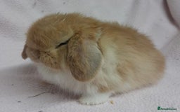 Mini Lop rabbits for sale: Mini Lops- vaccinated with new vaccine in Ashford - Image 14