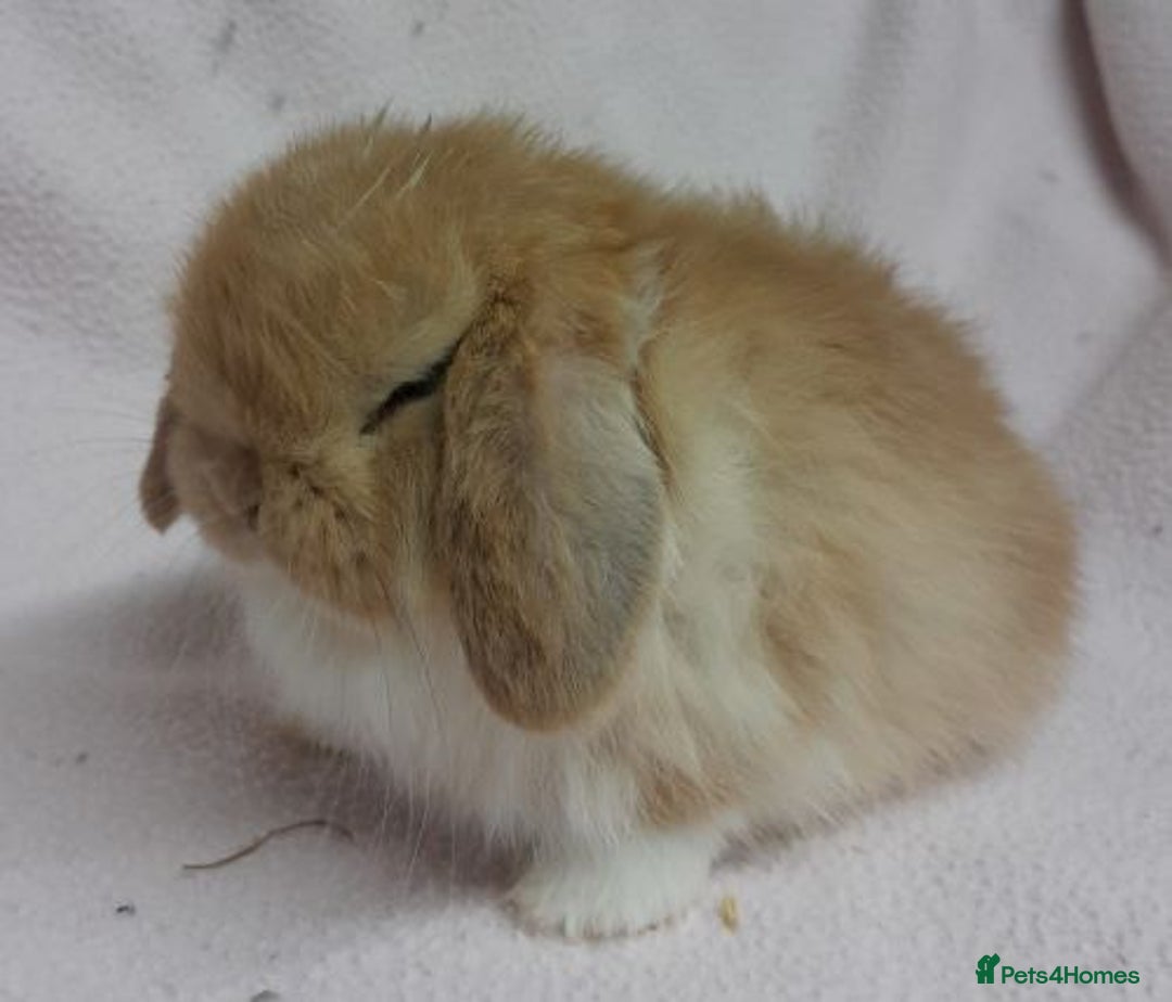 Mini Lop rabbits for sale: Mini Lops- vaccinated with new vaccine in Ashford - Image 14