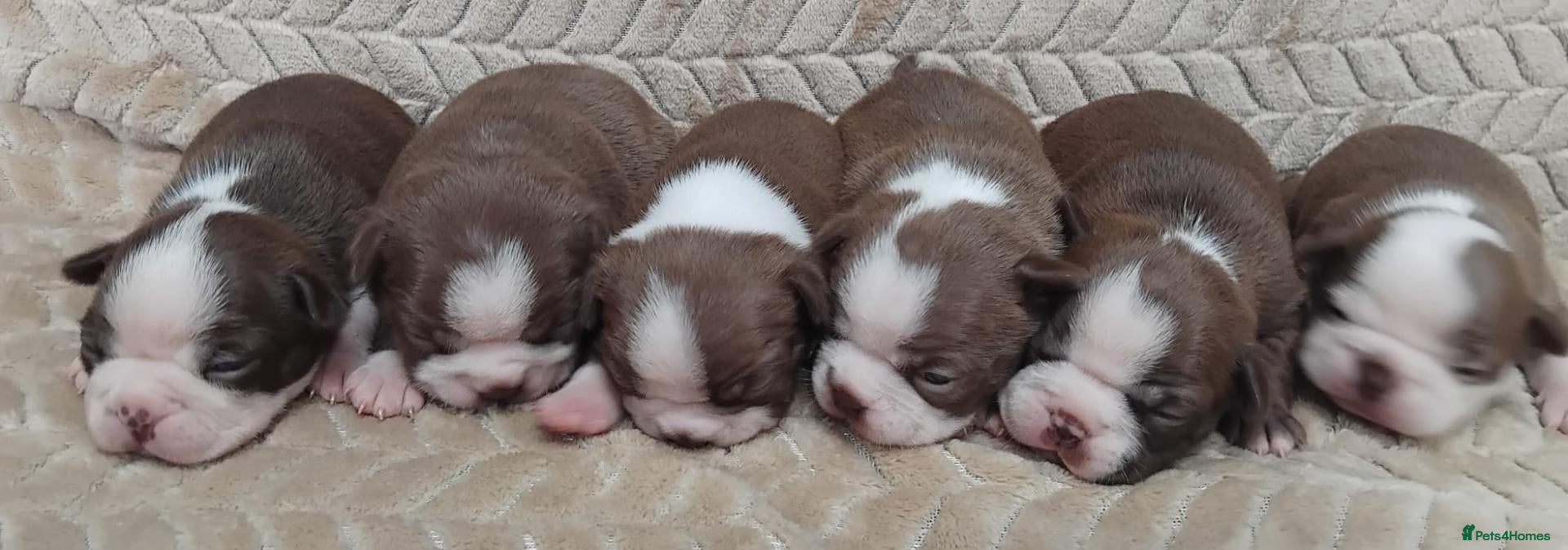 Boston Terrier dogs Adorable Boston Terrier Pups - Advert 9