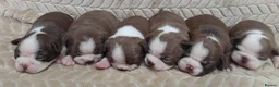 Boston Terrier dogs for sale: KC registered Boston Terrier Pups - Advert 2