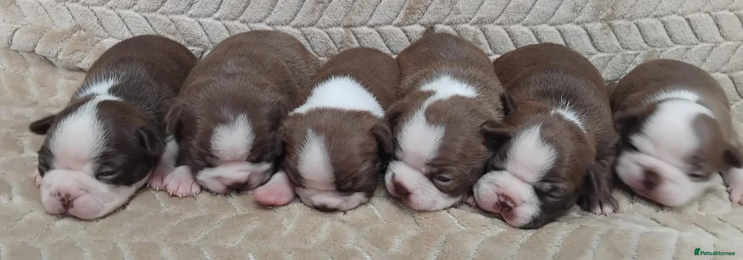 Boston Terrier dogs for sale: KC registered Boston Terrier Pups - Advert 2