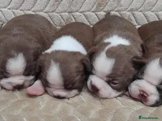 Boston Terrier dogs Adorable Boston Terrier Pups - Advert 1