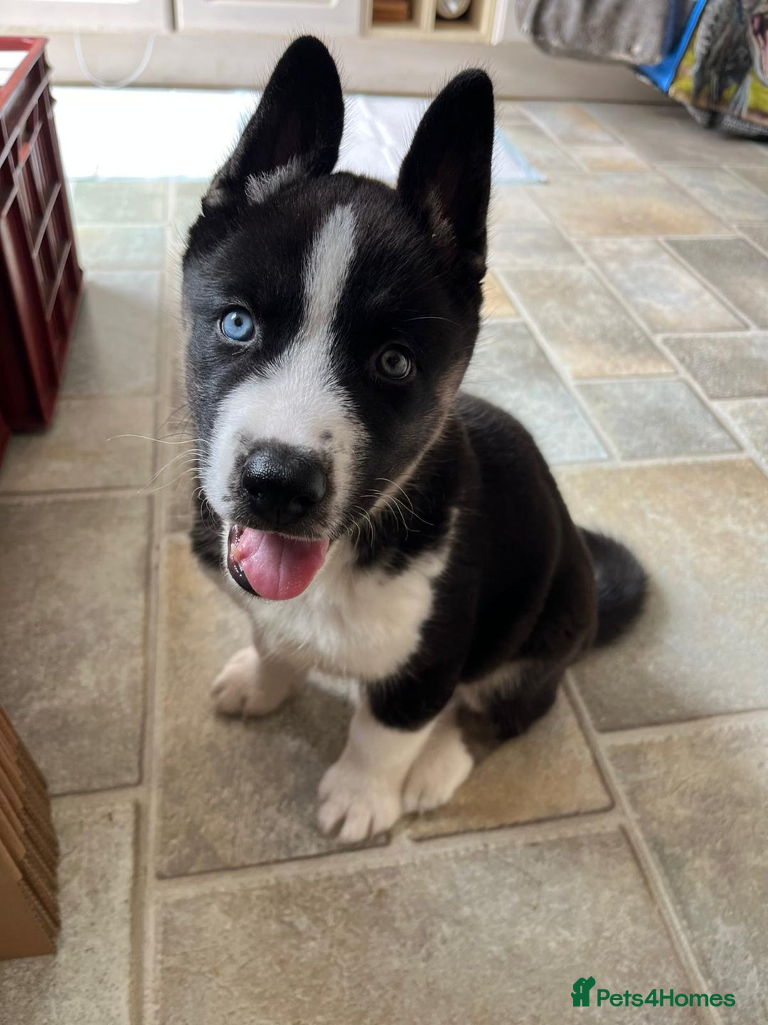 Mixed Breed dogs for sale: Huskita - Image 3