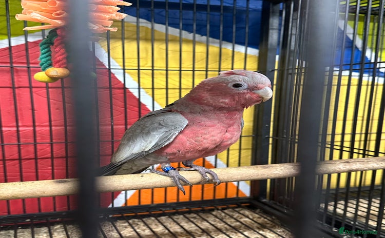 Cockatoo birds - Advert 1