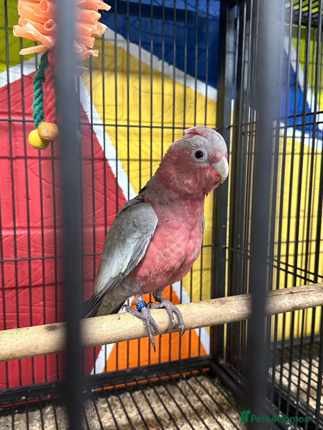 Cockatoo birds for sale: Silly Tame Galah Cockatoo Baby fully weaned - Image 1