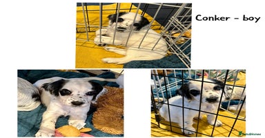 Cocker Spaniel dogs - Advert 13