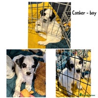 Cocker Spaniel dogs - Advert 13