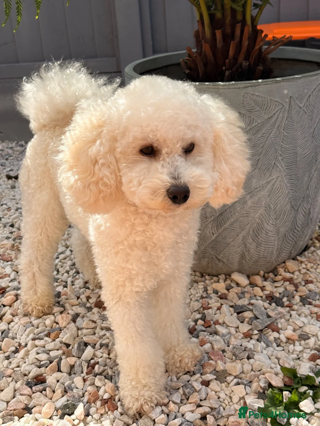 Miniature Poodle dogs for sale: Pedigree Club Registered-Male Mini Poodle, Apricot in Boston - Advert 1