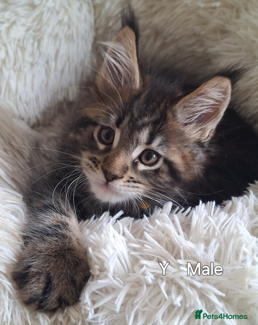 Maine Coon cats for sale: Lintons Pride Maine Coon Kittens. Ready Now - Image 13