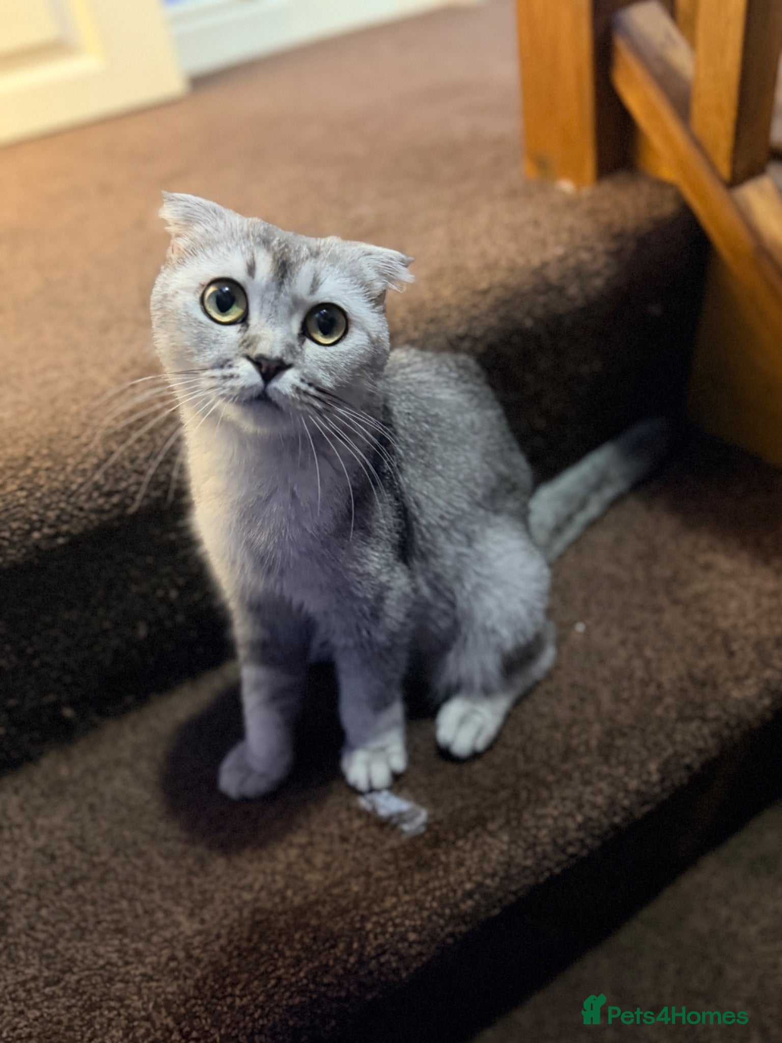 Scottish Fold cats  Scottish Fold kittens are looking for homes! - Advert 16