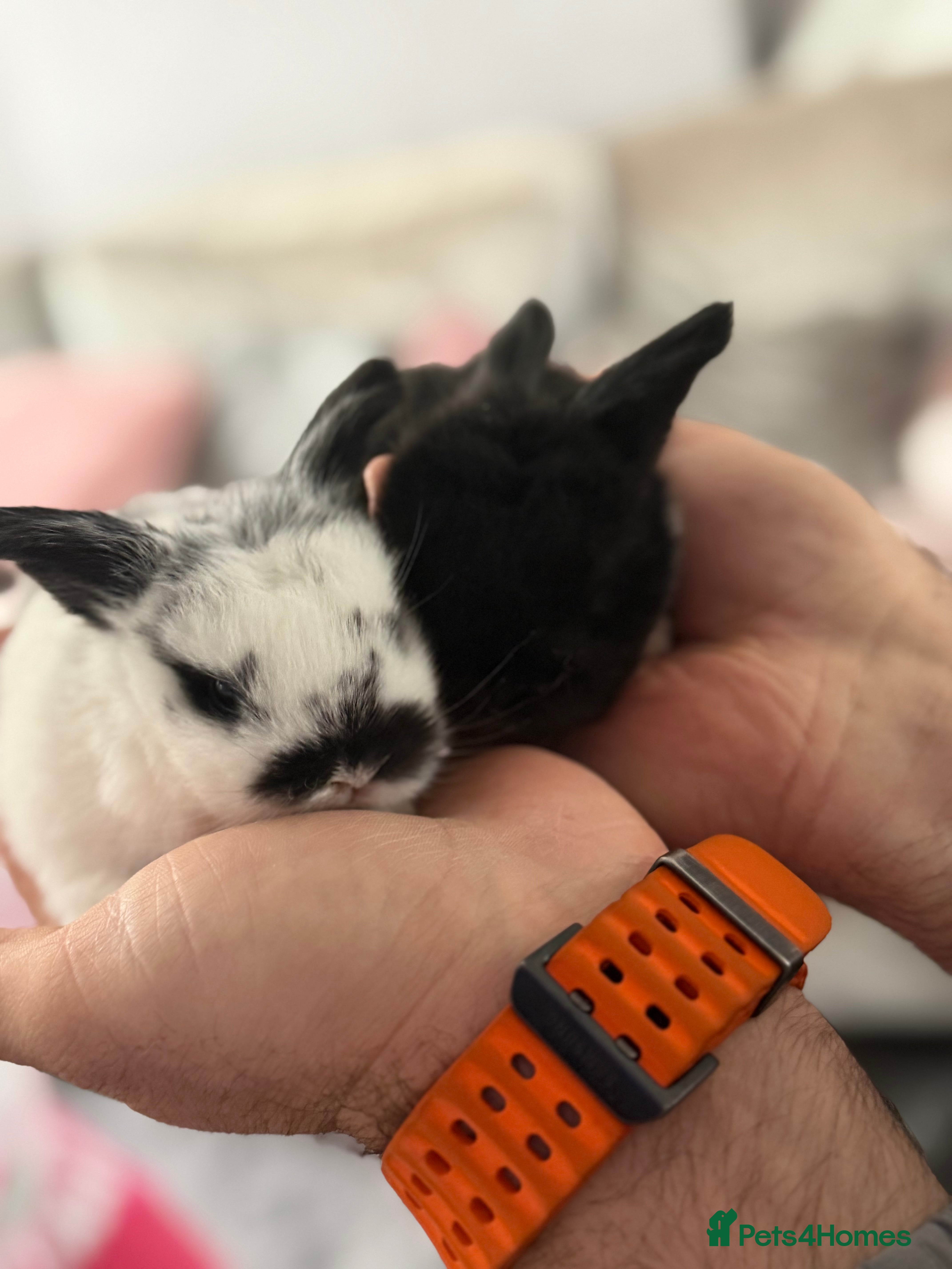 Mini Lop rabbits Mini lop pure bred  - Advert 12