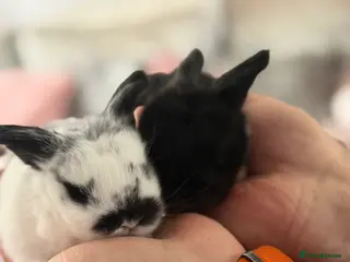 Mini Lop rabbits Mini lop pure bred - Advert 12