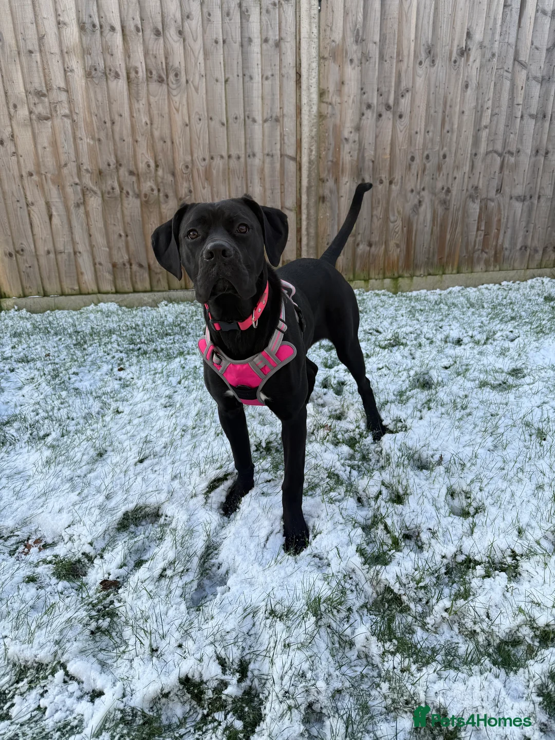 Mixed Breed dogs for sale: Gorgeous girlie for sale - Advert 1