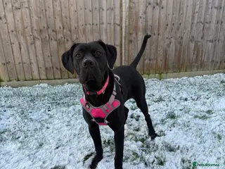 Mixed Breed dogs Gorgeous girlie for sale - Advert 1