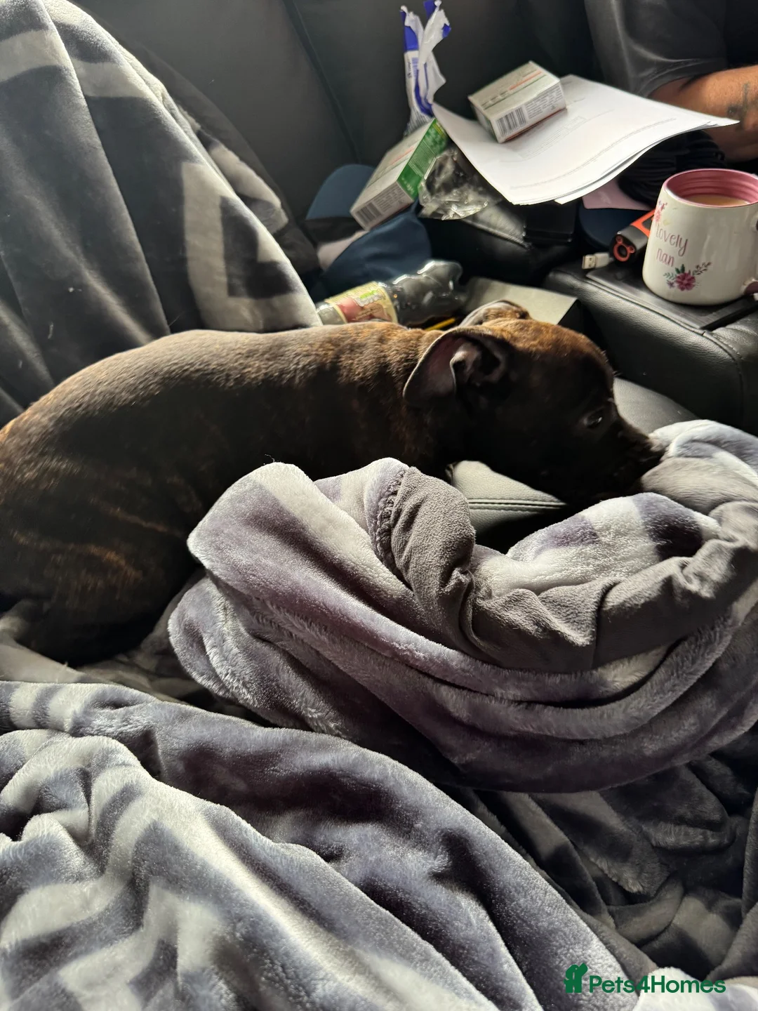 Mixed Breed dogs for sale: Puppy  - Advert 2