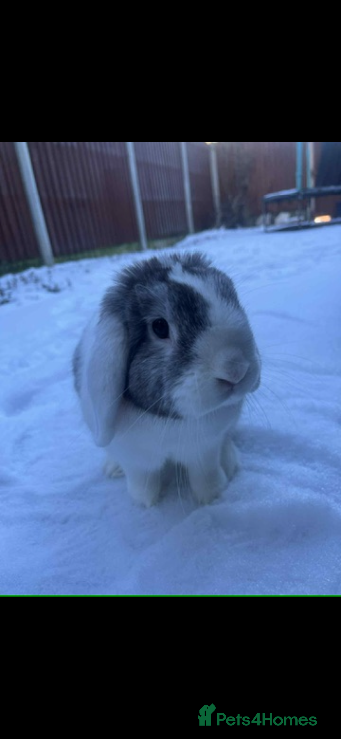 Mini Lop rabbits Romeo  in Sheffield - Advert 1