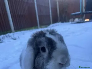 Mini Lop rabbits Romeo in Sheffield - Advert 1