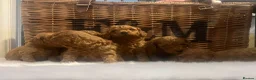 Cavapoo dogs for sale: Stunning deep red TOY cavapoo pups - Advert 26