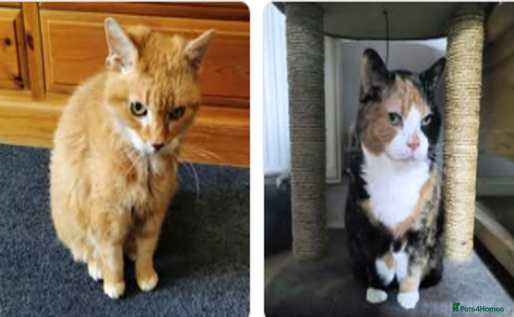 Mixed Breed cats - Advert 3