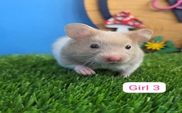 Hamster rodents for sale: Syrian Hamster Babies Pedigree Baby Male Female - Image 3