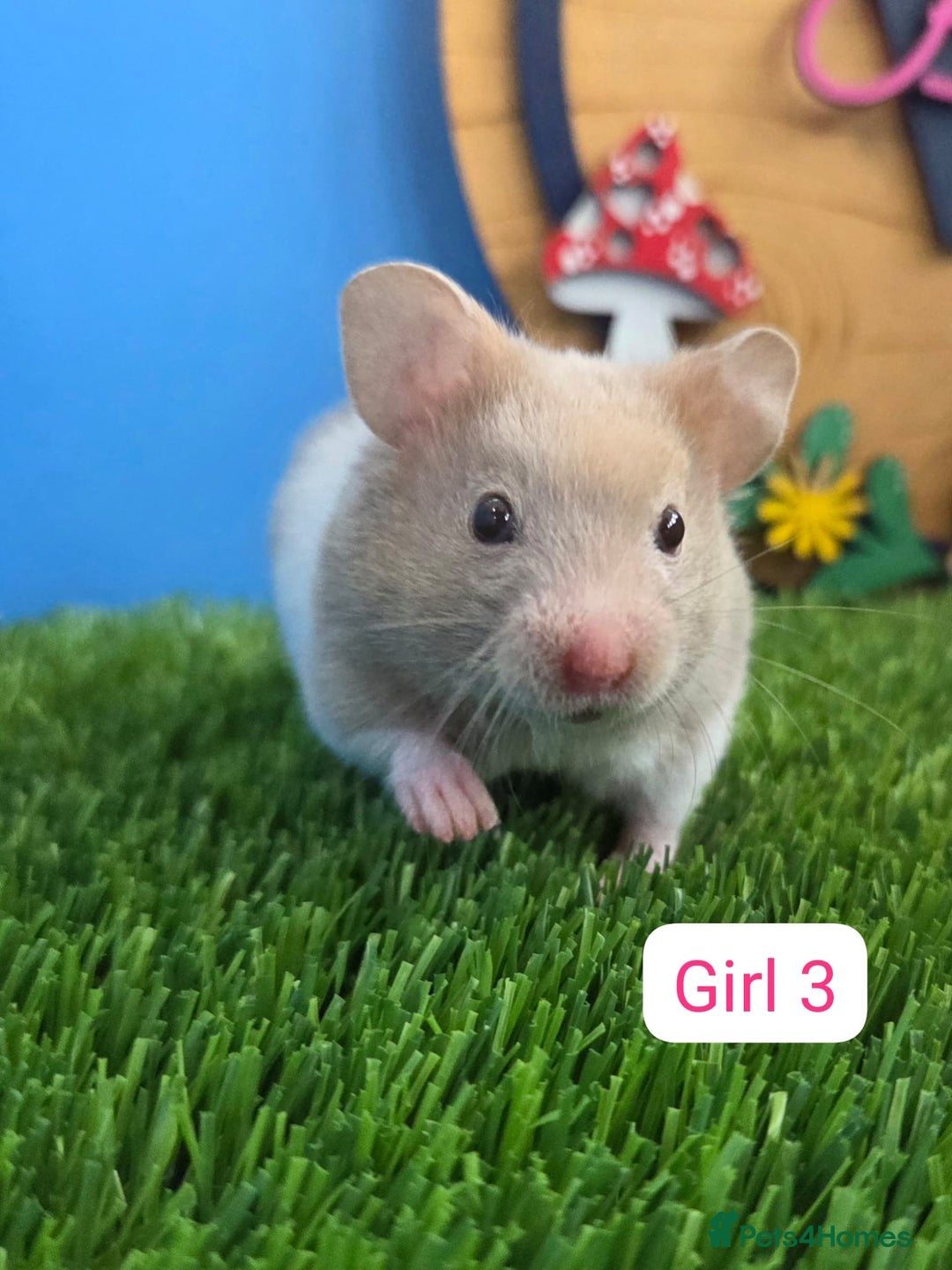 Hamster rodents for sale: Syrian Hamster Babies Pedigree Baby Male Female - Image 3