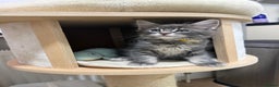 Maine Coon cats for sale: Beautiful friendly Maine Coon cross Kittens  - Advert 9