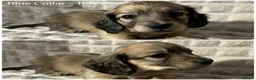 Miniature Dachshund dogs for sale: 2 Beautiful Cream Boys left 🤍  - Advert 9