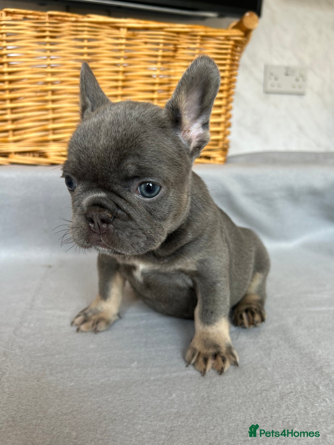 French Bulldog dogs for sale: *REDUCED* Fluffy Carrier French Bulldog - Image 4
