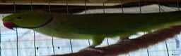 Ringnecks birds for sale: Male Green Ringneck Parakeet  - Advert 2