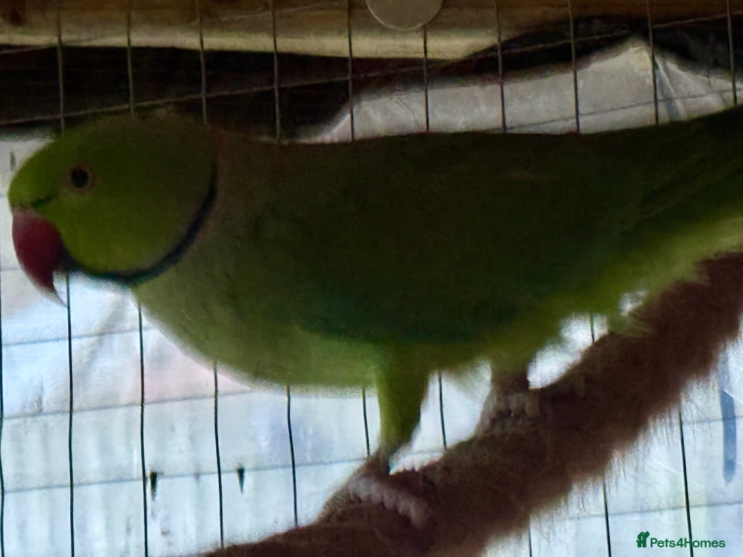 Ringnecks birds for sale: Male Green Ringneck Parakeet  - Advert 2