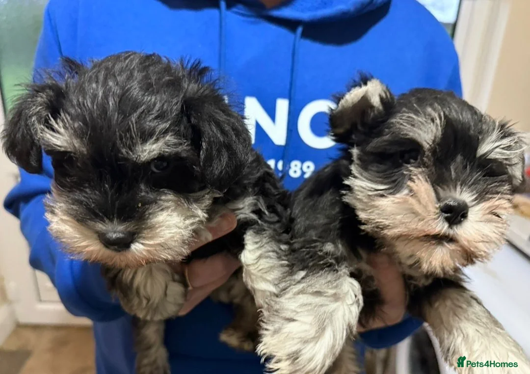 Miniature Schnauzer dogs for sale: Miniature Schnauzer Puppies - Advert 6
