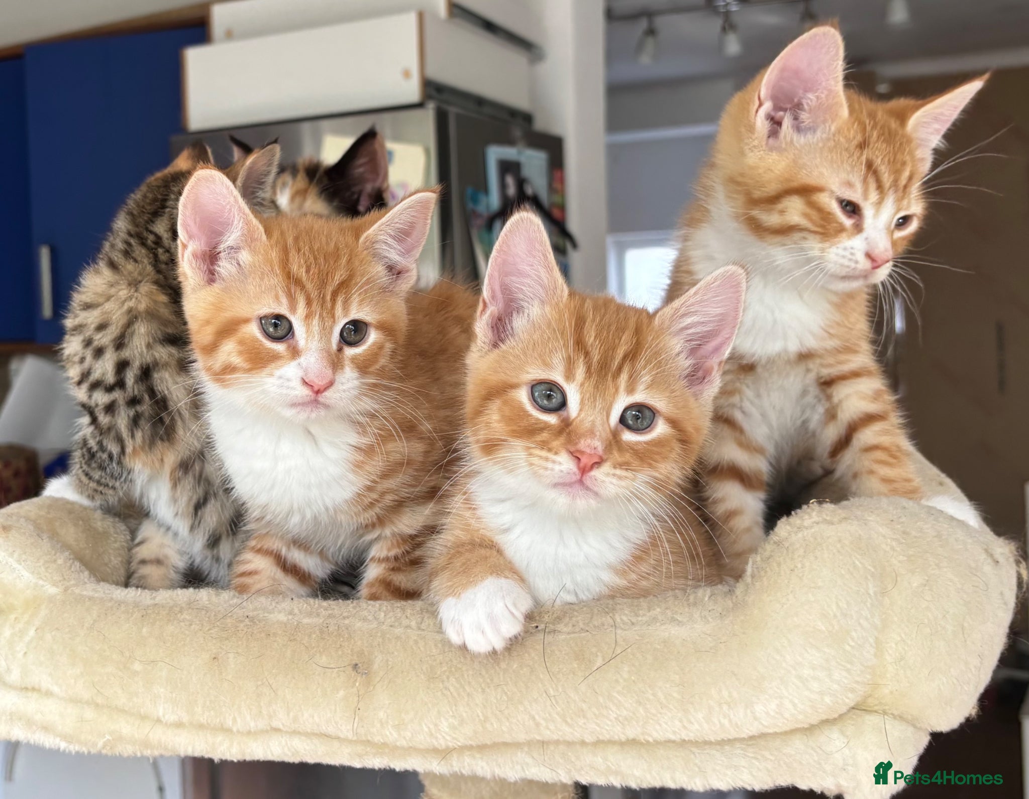 Mixed Breed cats Kittens Ready for Their Forever Homes - Advert 14