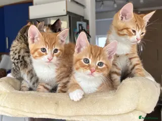 Mixed Breed cats Kittens Ready for Their Forever Homes - Advert 14