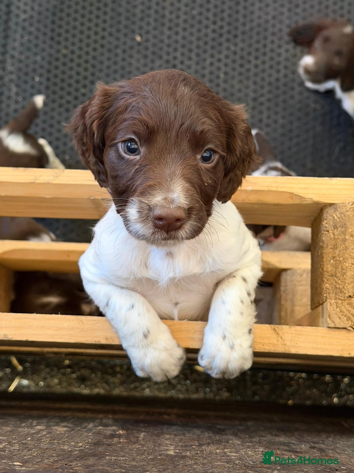 English Springer Spaniel dogs English Springer Spaniel Puppies (Working parents) - Advert 1