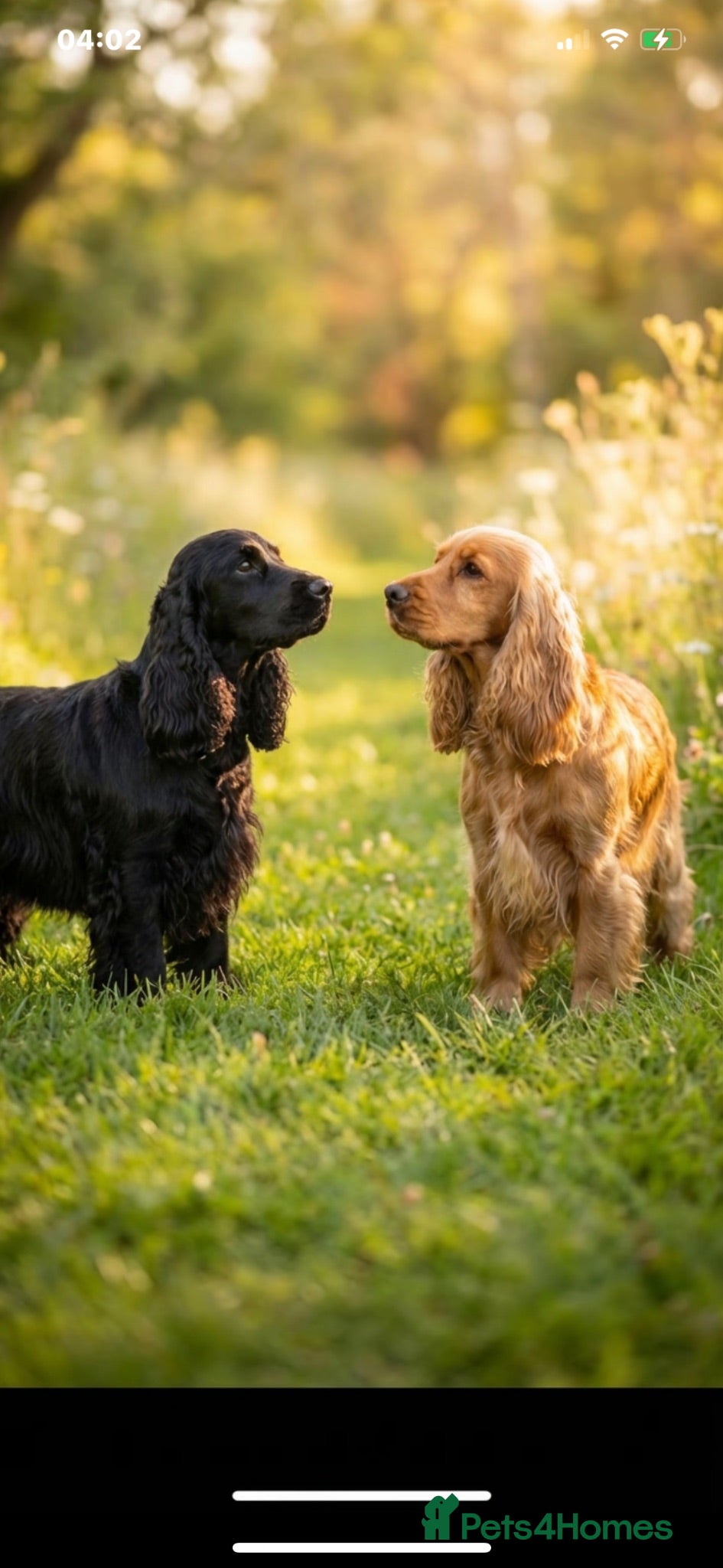 Cocker Spaniel dogs Male Show cockers - Advert 2