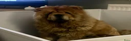 Chow Chow dogs for sale: Stunning Kc puppies  - Advert 10