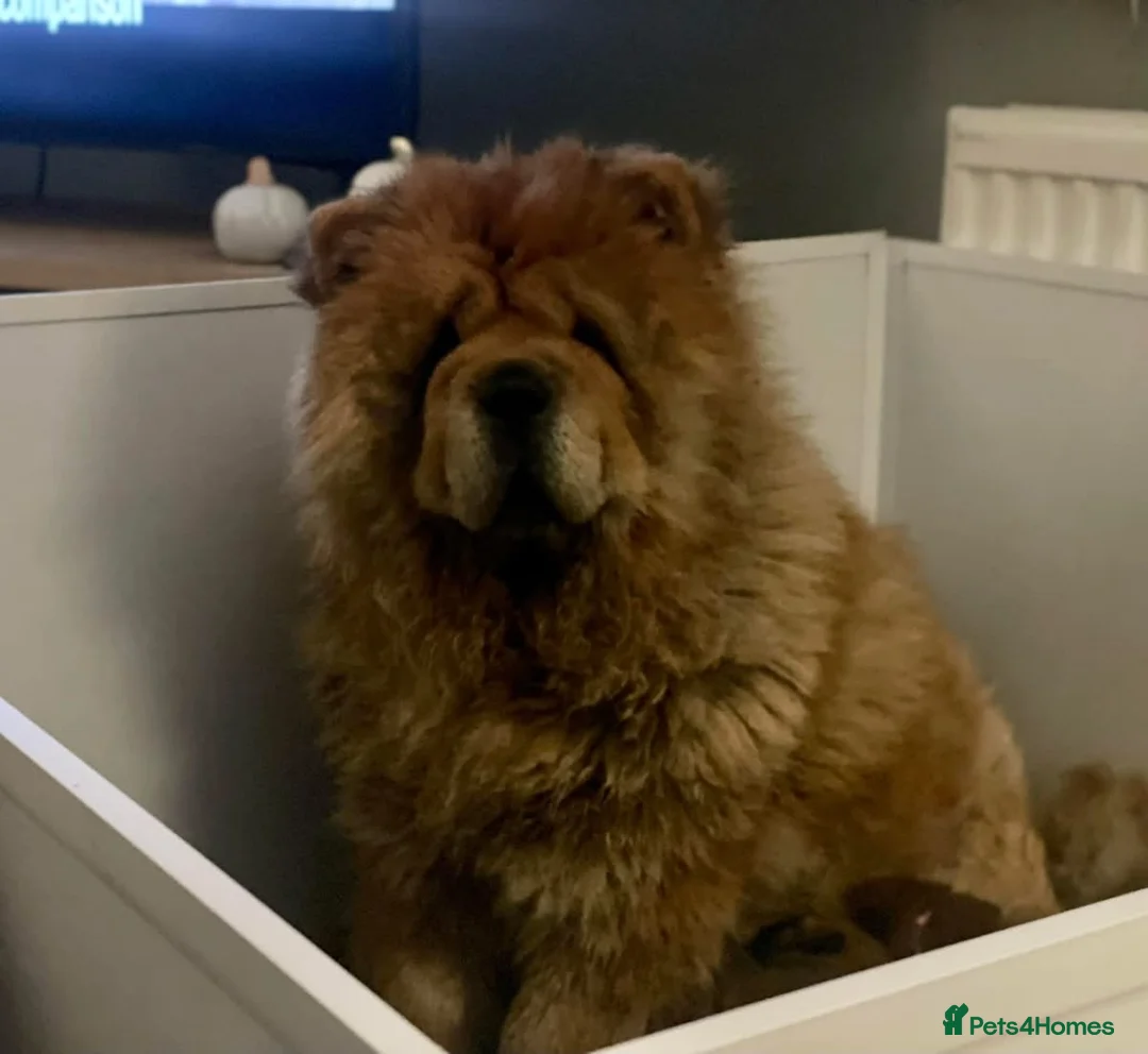 Chow Chow dogs for sale: Stunning Kc puppies  - Advert 10
