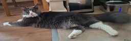 Maine Coon cats for sale: Pure Maine Coon Kittens - Denis & Doris in Huddersfield - Advert 12